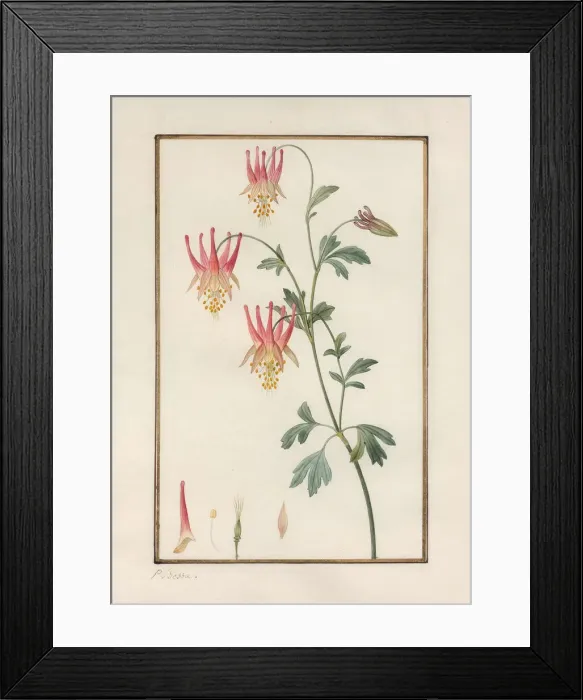 Framed Print : Canadian columbine (Aquilegia canadensis) Framed Print : Canadian columbine (Aquilegia canadensis)