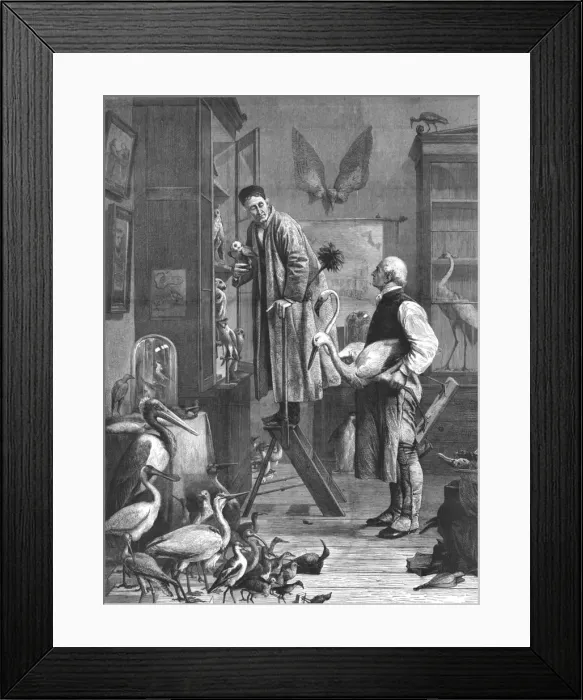 Framed Print : The Ornithologist, mid-late 19th century Framed Print : The Ornithologist, mid-late 19th century