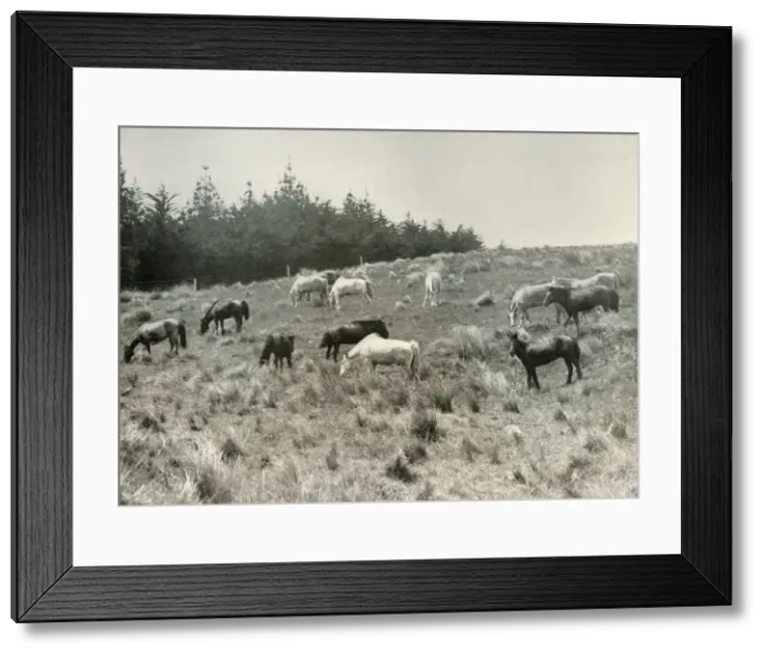 Framed Print : The Manchurian Ponies on Quail Island, Port Lyttelton, c1907, (1909) Framed Print : The Manchurian Ponies on Quail Island, Port Lyttelton, c1907, (1909)