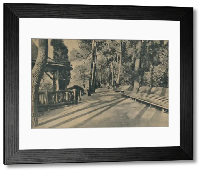 Framed Print : The Pine Walk, 1929 Framed Print : The Pine Walk, 1929
