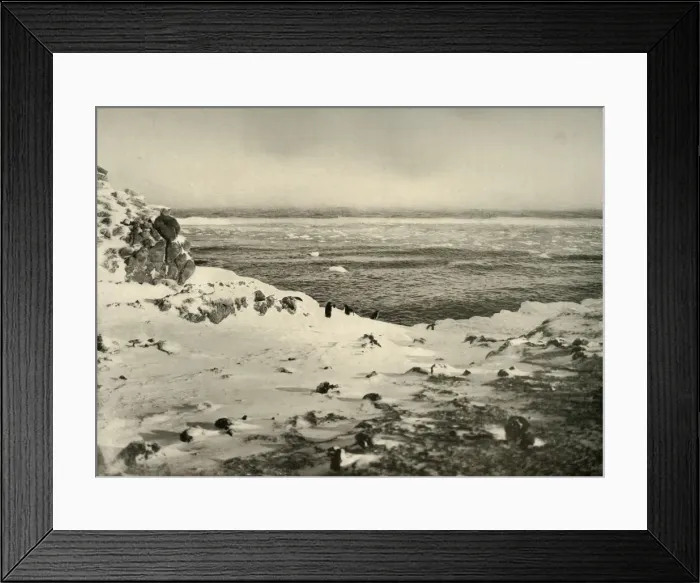Framed Print : The Last of the Penguins Just Before Their Migration in March, c1908, (1909) Framed Print : The Last of the Penguins Just Before Their Migration in March, c1908, (1909)
