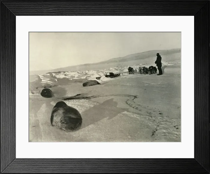 Framed Print : Hauling Seal Meat for the Winter Quarters, c1908, (1909) Framed Print : Hauling Seal Meat for the Winter Quarters, c1908, (1909)