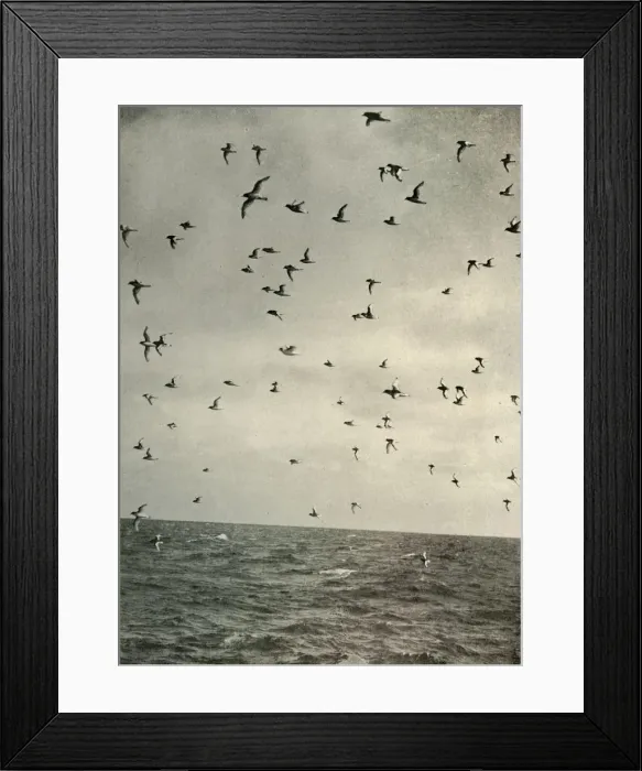 Framed Print : Flight of Antarctic Petrels, c1908, (1909) Framed Print : Flight of Antarctic Petrels, c1908, (1909)