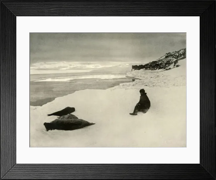 Framed Print : Seals at the Ice-Edge, c1908, (1909) Framed Print : Seals at the Ice-Edge, c1908, (1909)