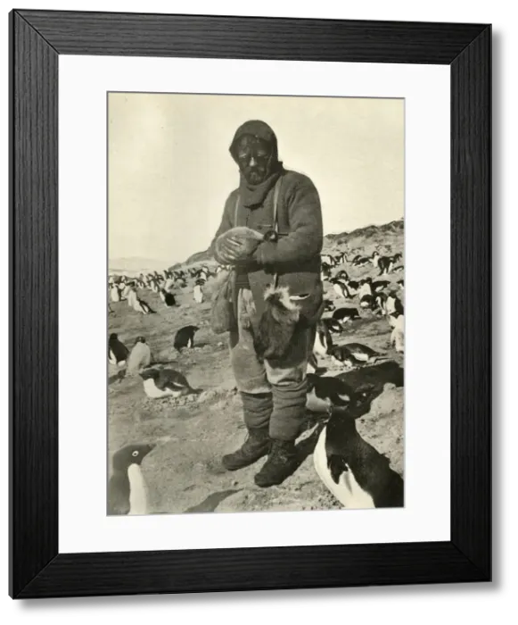 Framed Print : Murray Holding Young Penguins, c1908, (1909) Framed Print : Murray Holding Young Penguins, c1908, (1909)