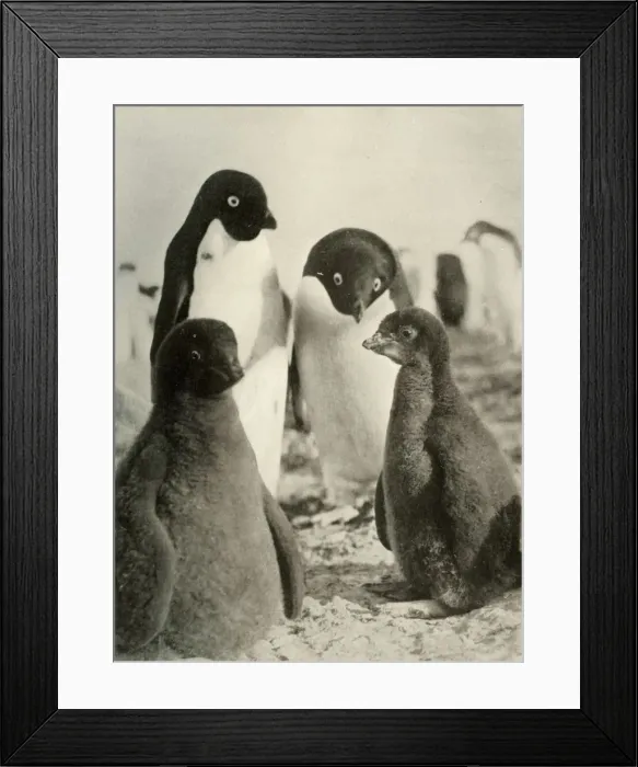 Framed Print : Young Adelie and Parents, c1908, (1909) Framed Print : Young Adelie and Parents, c1908, (1909)