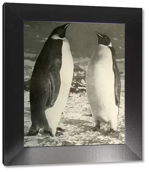 Two Emperor Penguins, c1908, (1909)