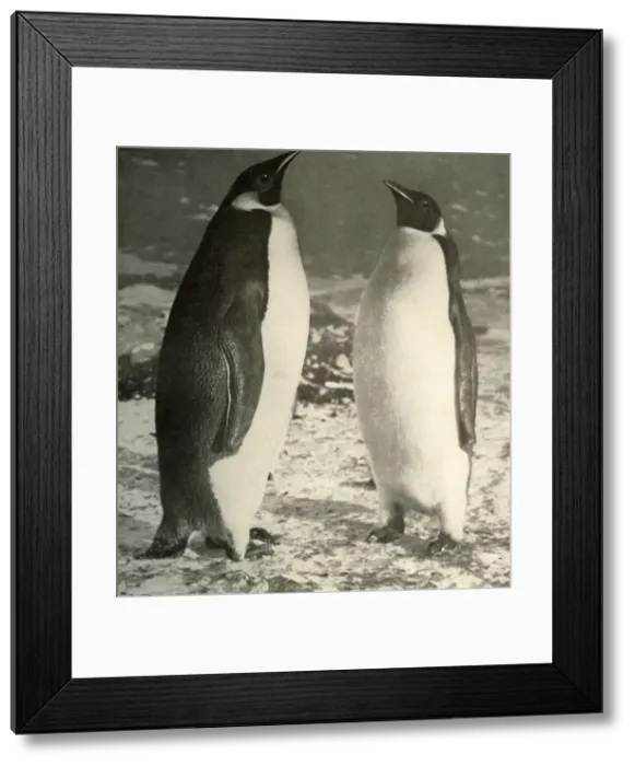 Framed Print : Two Emperor Penguins, c1908, (1909)