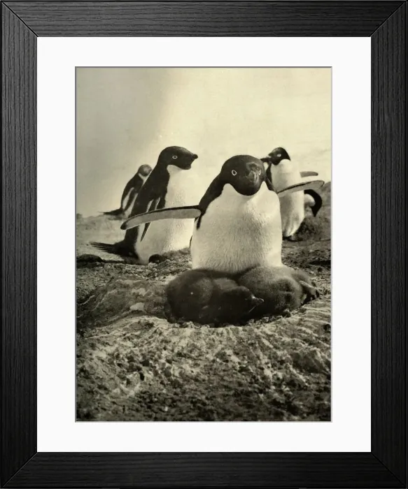 Framed Print : Adelie Trying to Mother a Couple of Well-Grown Strangers, c1908, (1909) Framed Print : Adelie Trying to Mother a Couple of Well-Grown Strangers, c1908, (1909)