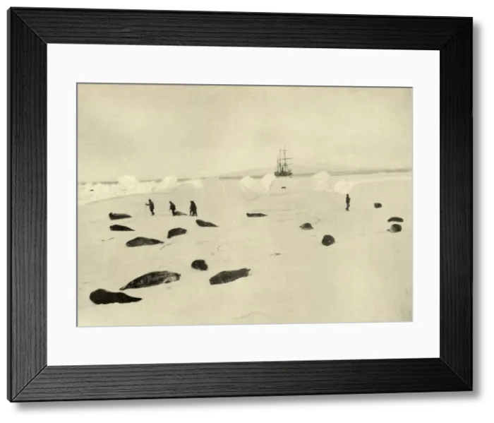 Framed Print : The Nimrod at Pram Point on March 4, 1909 Framed Print : The Nimrod at Pram Point on March 4, 1909
