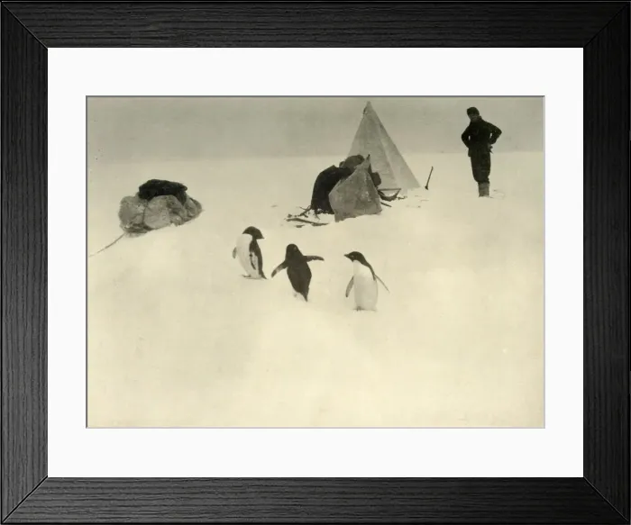 Framed Print : Adelie Penguins Visit a Camp c1908, (1909) Framed Print : Adelie Penguins Visit a Camp c1908, (1909)
