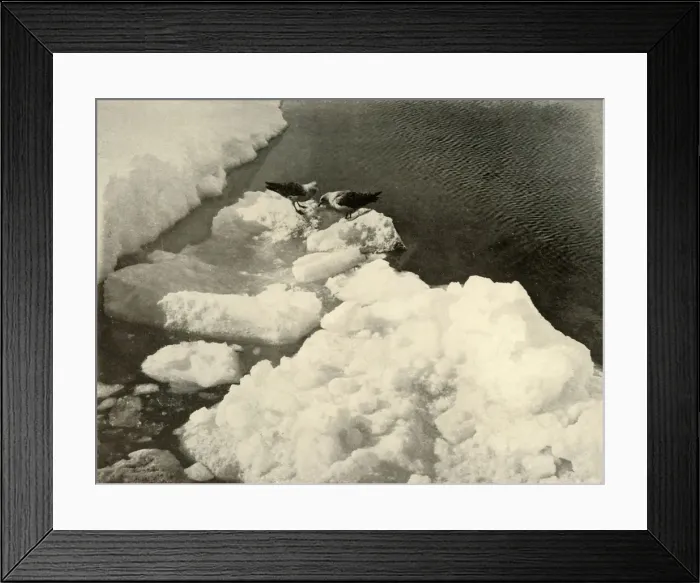 Framed Print : Skua Gulls at the Ice-Edge, c1908, (1909) Framed Print : Skua Gulls at the Ice-Edge, c1908, (1909)