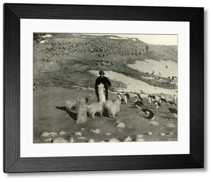 Framed Print : Joyce and the Dogs in the Penguin Rookery, c1908, (1909) Framed Print : Joyce and the Dogs in the Penguin Rookery, c1908, (1909)