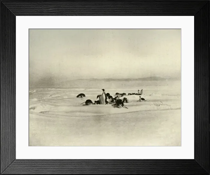 Framed Print : Emperors Tobogganning, c1908, (1909)