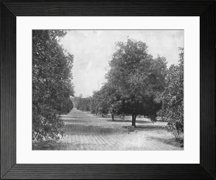 Framed Print : Orange Grove, Seville, Florida, USA, c1900. Creator: Unknown Framed Print : Orange Grove, Seville, Florida, USA, c1900. Creator: Unknown