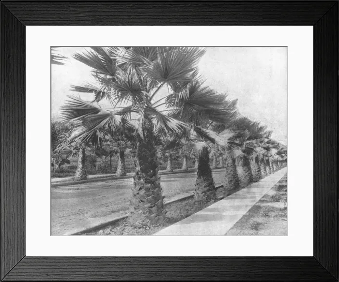 Framed Print : A Palm Avenue in Los Angeles, California, USA, c1900. Creator: Unknown Framed Print : A Palm Avenue in Los Angeles, California, USA, c1900. Creator: Unknown