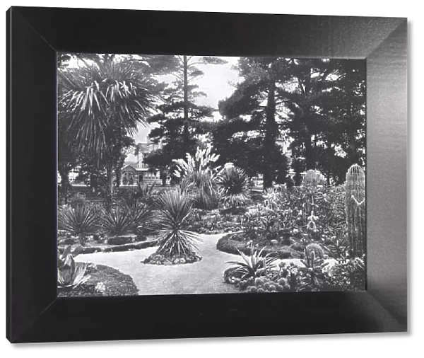 Arizona Garden, Monterey, California, USA, c1900. Creator: Unknown