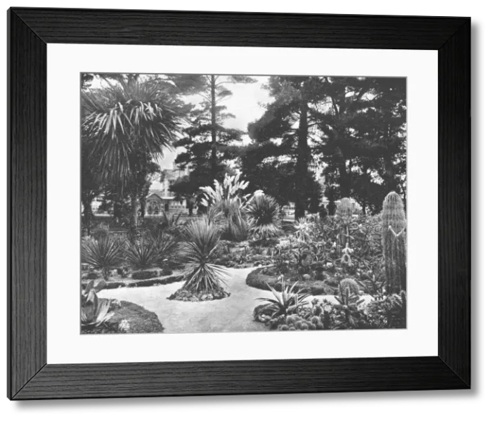 Framed Print : Arizona Garden, Monterey, California, USA, c1900. Creator: Unknown Framed Print : Arizona Garden, Monterey, California, USA, c1900. Creator: Unknown