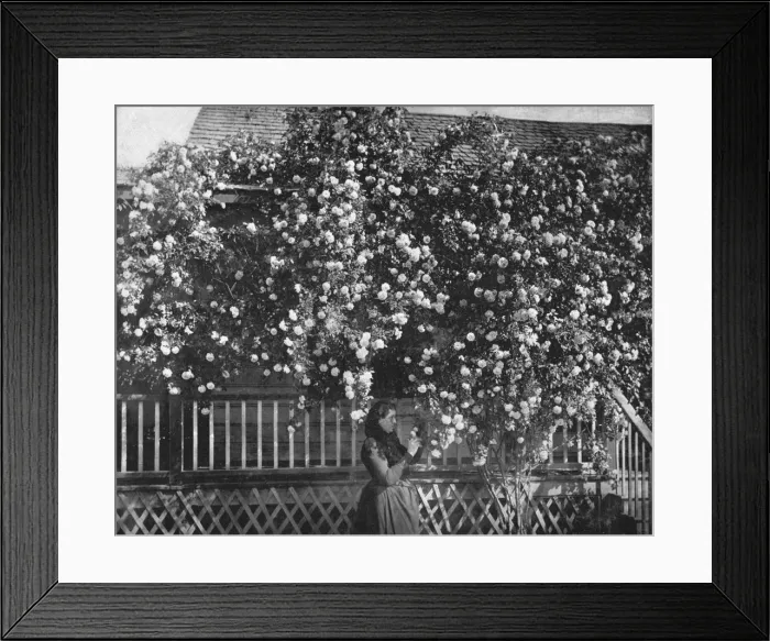 Framed Print : A Rose-Decked Home, Southern California, USA, c1900. Creator: Unknown Framed Print : A Rose-Decked Home, Southern California, USA, c1900. Creator: Unknown