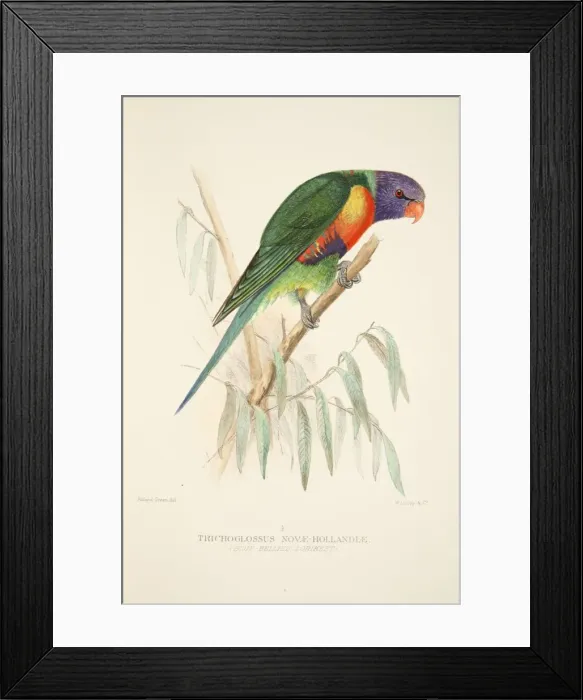 Framed Print : Blue Bellied Lorikeet, pub. 1916 (hand coloured engraving). Creator: Roland Green (1896 - 1972) Framed Print : Blue Bellied Lorikeet, pub. 1916 (hand coloured engraving). Creator: Roland Green (1896 - 1972)