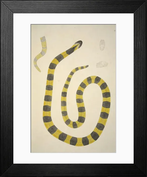 Framed Print : Bungarum Pamah, pub. 1796 (hand coloured engravings). Creator: William Skelton (1763 - 1848) Framed Print : Bungarum Pamah, pub. 1796 (hand coloured engravings). Creator: William Skelton (1763 - 1848)