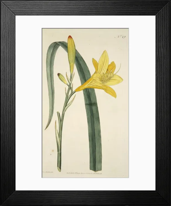 Framed Print : Hemerocallis Flava (Yellow Day Lily), pub. 1796 (hand coloured engraving). Creator Framed Print : Hemerocallis Flava (Yellow Day Lily), pub. 1796 (hand coloured engraving). Creator