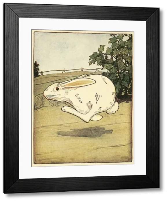 Framed Print : Peter never stopped running, from The Tale of Peter Rabbit, pub. 1916 (colour lithograph), 1916 Framed Print : Peter never stopped running, from The Tale of Peter Rabbit, pub. 1916 (colour lithograph), 1916