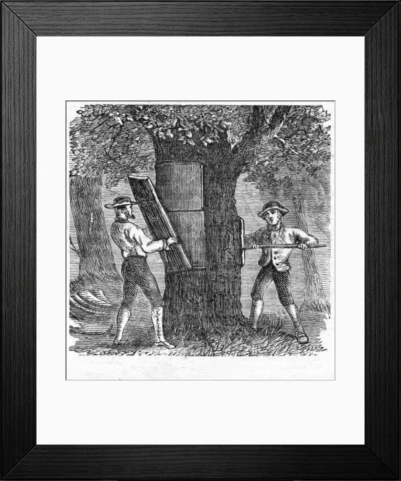 Framed Print : Harvesting Cork, pub. 1885 (engraving), 1885. Creator: French School (19th Century) Framed Print : Harvesting Cork, pub. 1885 (engraving), 1885. Creator: French School (19th Century)