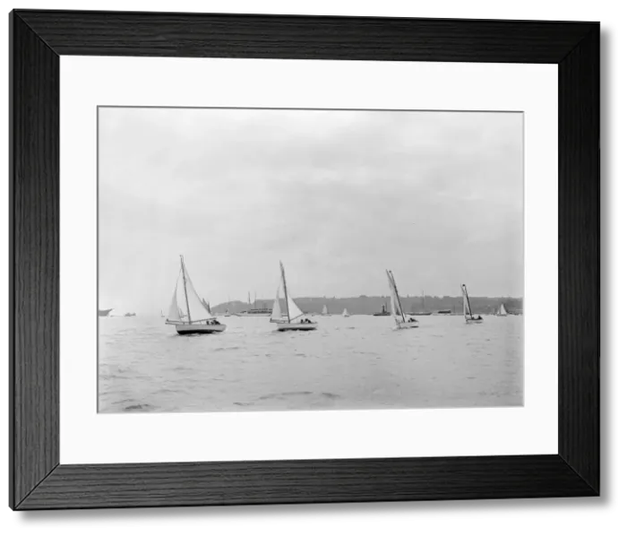 Framed Print : Group of Solent Sea Birds, 1922. Creator: Kirk & Sons of Cowes Framed Print : Group of Solent Sea Birds, 1922. Creator: Kirk & Sons of Cowes