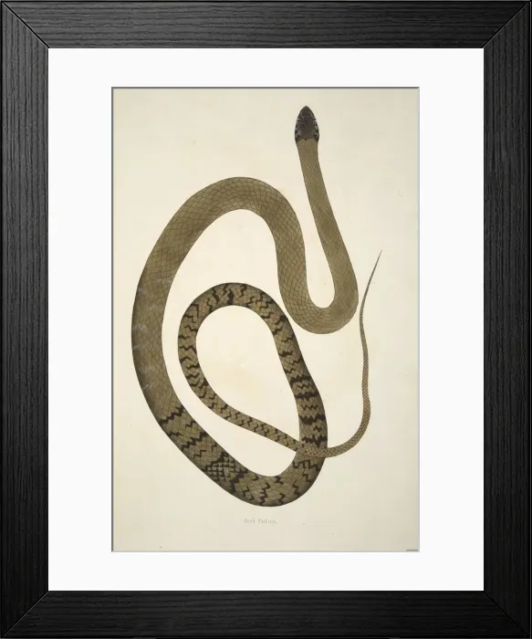 Framed Print : Jeri Potoo, pub. 1796 (hand coloured engravings). Creator: William Skelton (1763 - 1848) Framed Print : Jeri Potoo, pub. 1796 (hand coloured engravings). Creator: William Skelton (1763 - 1848)