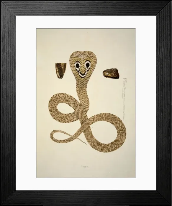 Framed Print : Nagoo, pub. 1796 (hand coloured engravings). Creator: William Skelton (1763 - 1848) Framed Print : Nagoo, pub. 1796 (hand coloured engravings). Creator: William Skelton (1763 - 1848)