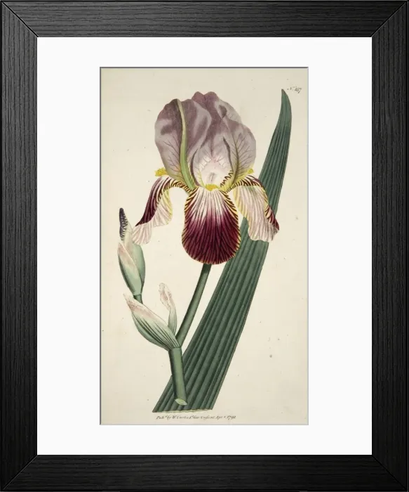 Framed Print : Iris Sambucina (Elder Scented Iris), pub. 1792 (hand coloured engraving). Creator Framed Print : Iris Sambucina (Elder Scented Iris), pub. 1792 (hand coloured engraving). Creator