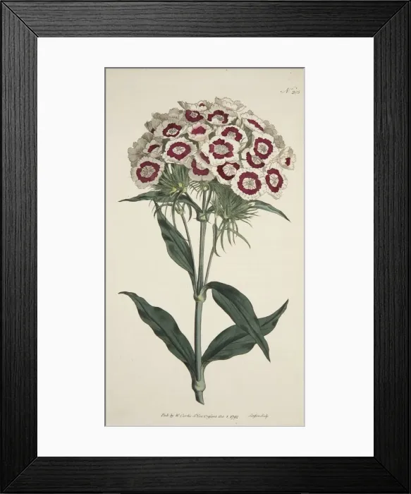 Framed Print : Dianthus Barbatus (Bearded Pink), pub. 1792 (hand coloured engraving). Creator: English School Framed Print : Dianthus Barbatus (Bearded Pink), pub. 1792 (hand coloured engraving). Creator: English School
