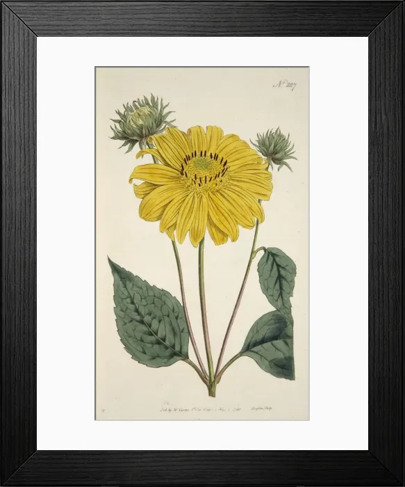Framed Print : Sunflower, pub. 1796 (hand coloured engraving). Creator: English School (18th Century) Framed Print : Sunflower, pub. 1796 (hand coloured engraving). Creator: English School (18th Century)