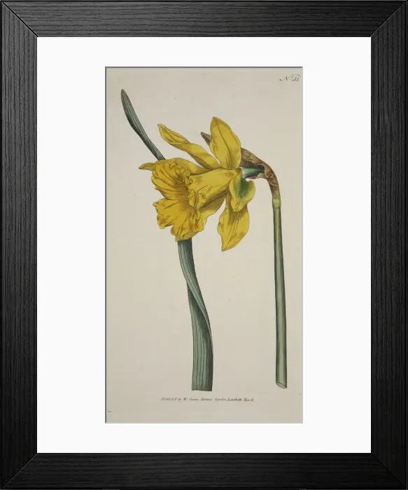 Framed Print : Narcissus Major (Great Daffodil), pub. 1793 (hand coloured engraving). Creator: English School Framed Print : Narcissus Major (Great Daffodil), pub. 1793 (hand coloured engraving). Creator: English School