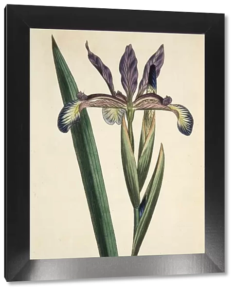 Iris Spuria (Spurios Iris), pub. 1790 (hand coloured engraving). Creator: English School
