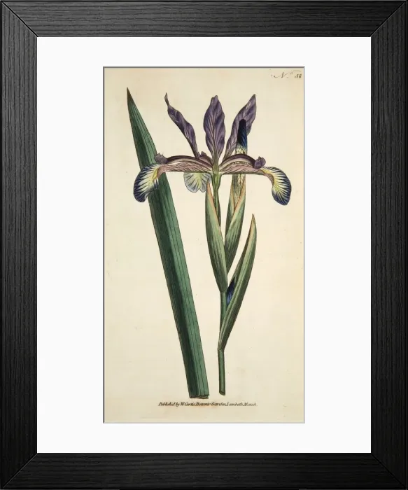 Framed Print : Iris Spuria (Spurios Iris), pub. 1790 (hand coloured engraving). Creator: English School Framed Print : Iris Spuria (Spurios Iris), pub. 1790 (hand coloured engraving). Creator: English School