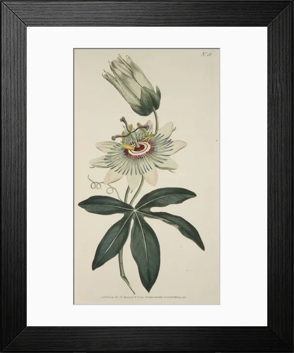 Framed Print : Passiflora Coerulea (Common Passion Flower), pub. 1786 (hand coloured engraving) Framed Print : Passiflora Coerulea (Common Passion Flower), pub. 1786 (hand coloured engraving)