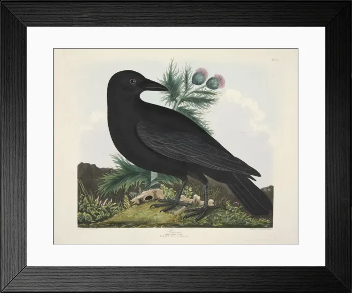 Framed Print : Raven, Corvus Corai, pub. 1835 ( Hand coloured engraving) Framed Print : Raven, Corvus Corai, pub. 1835 ( Hand coloured engraving)