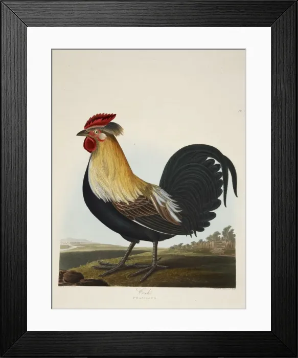 Framed Print : Cock, Phasianus, pub. 1835 ( Hand coloured engraving) Framed Print : Cock, Phasianus, pub. 1835 ( Hand coloured engraving)