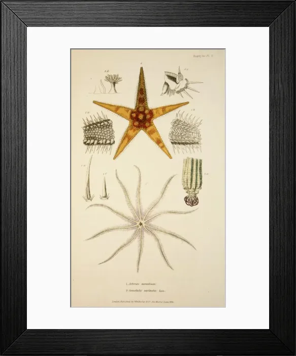 Framed Print : Asterias aurantiaca and Comatula carinata, pub. 1833 (Hand coloured engraving). Creator Framed Print : Asterias aurantiaca and Comatula carinata, pub. 1833 (Hand coloured engraving). Creator