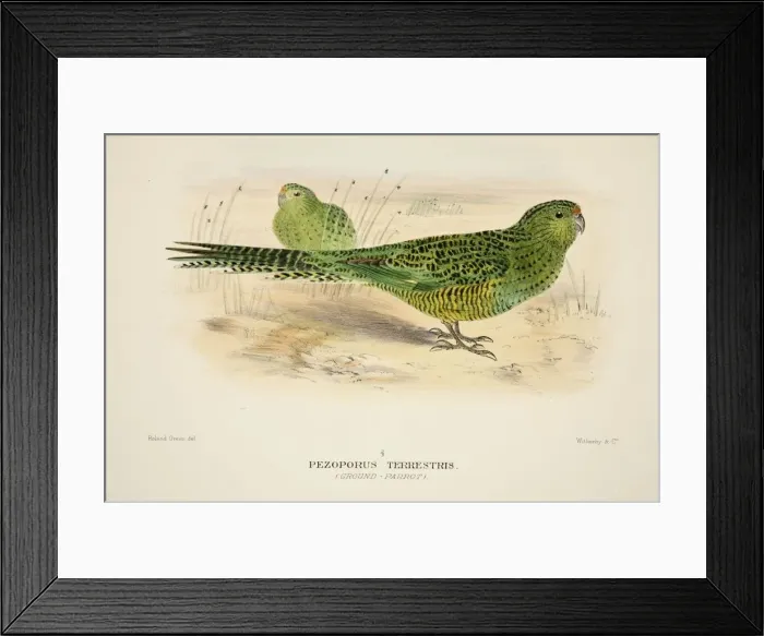 Framed Print : Ground Parrot, pub. 1916 (hand coloured engraving). Creator: Roland Green (1896 - 1972) Framed Print : Ground Parrot, pub. 1916 (hand coloured engraving). Creator: Roland Green (1896 - 1972)