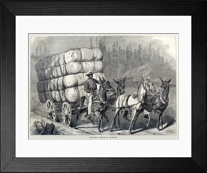 Framed Print : Hauling Cotton to Market, from One Hundred Years Progress of the United States, pub Framed Print : Hauling Cotton to Market, from One Hundred Years Progress of the United States, pub