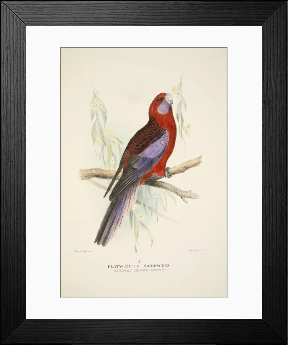 Framed Print : Northern Crimson Parrot, pub. 1916 (hand coloured engraving). Creator: Roland Green (1896 - 1972) Framed Print : Northern Crimson Parrot, pub. 1916 (hand coloured engraving). Creator: Roland Green (1896 - 1972)
