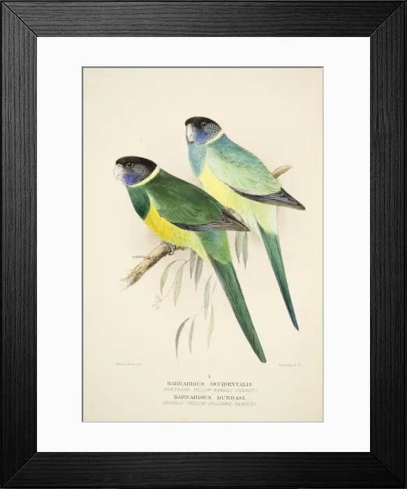Framed Print : Northern Yellow Banded Parrot and Dundas Yellow Collared Parrot, pub Framed Print : Northern Yellow Banded Parrot and Dundas Yellow Collared Parrot, pub