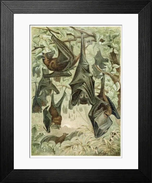 Framed Print : Flying Foxes, from Brehms Tierleben, pub. 1860s (colour lithograph), 1860 Framed Print : Flying Foxes, from Brehms Tierleben, pub. 1860s (colour lithograph), 1860