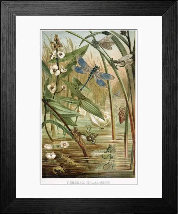 Framed Print : Stages of Development of a Damselfly, from Brehms Tierleben, pub. 1860s (colour lithograph) Framed Print : Stages of Development of a Damselfly, from Brehms Tierleben, pub. 1860s (colour lithograph)
