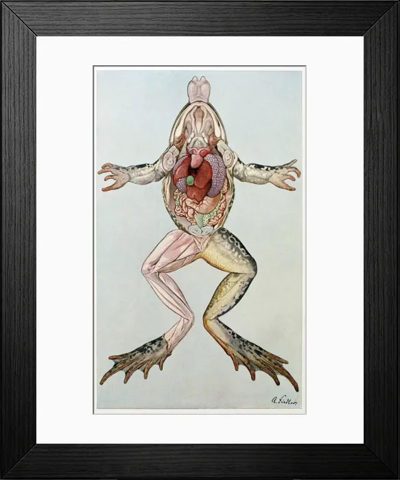 Framed Print : Anatomical Cross Section of a femal frog, from Brehms Tierleben, pub. 1860 s. Creator Framed Print : Anatomical Cross Section of a femal frog, from Brehms Tierleben, pub. 1860 s. Creator