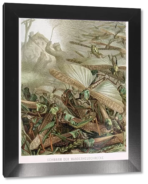 A Swarm of Locusts, from Brehms Tierleben, pub. 1860s (colour lithograph), 1860