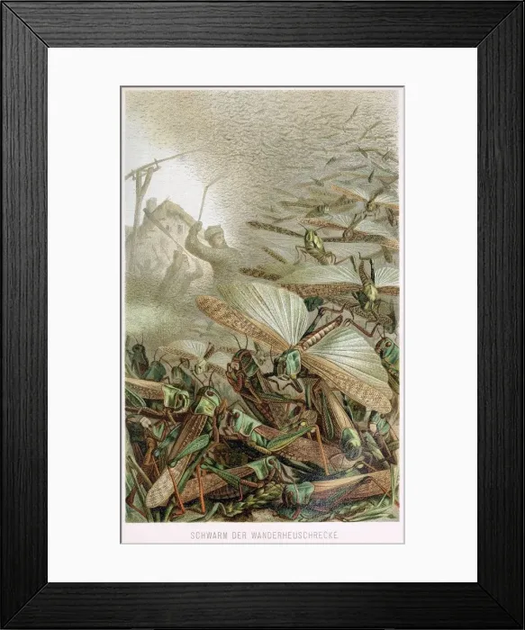 Framed Print : A Swarm of Locusts, from Brehms Tierleben, pub. 1860s (colour lithograph), 1860 Framed Print : A Swarm of Locusts, from Brehms Tierleben, pub. 1860s (colour lithograph), 1860